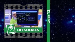 Genetics and Inheritance Mendels Laws  Grade 12 Life Sciences [upl. by Kuehn]