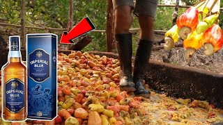 देखिए WINE कैसे बनती है  Traditional Wine Making Process  Cashew Liquor India [upl. by Merrell]