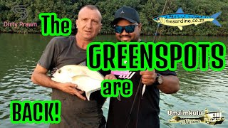 Greenspot kingfish civil unrest and anti balding [upl. by Ednalrym]