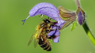 Lippenblütler Lamiaceae [upl. by Adnawak]