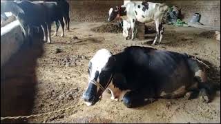 Hemorrhagic septicemia in Cow  Gulghotooo in the cow  Difficult breathing [upl. by Sacram]