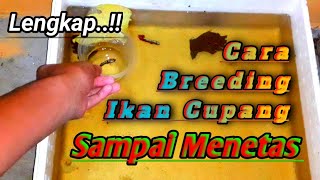 Panduan Lengkap Cara BREEDING Ikan Cupang  betta fish breeding [upl. by Giraud]