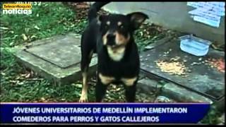 Jóvenes universitarios de Medellín implementaron comederos para perros y gatos callejeros [upl. by Ydoc]