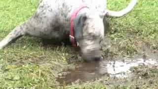 Dog Wallowing in the Mud [upl. by Reilamag]