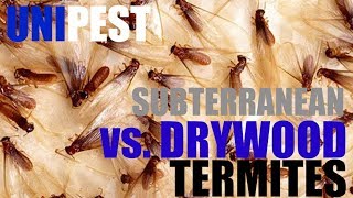 Subterranean vs Drywood Termite Control by Unipest  Santa Clarita Pest Control [upl. by Hsotnas]