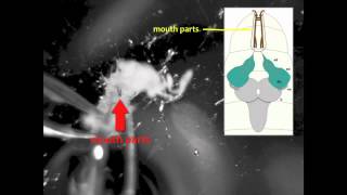 Larval Brain Dissection in Drosophila melanogaster [upl. by Ahsotal]