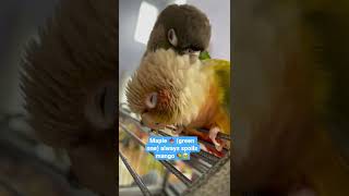 ASMR preening  shorts conure parrot [upl. by Nyrret]