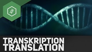 Transkription amp Translation – Genetik Abi Special veraltet [upl. by Omocaig965]