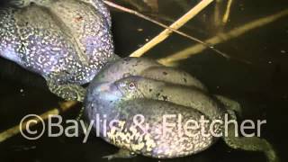 Truncatesnouted burrowing frog Cambodia 20110429002159mp4 [upl. by Nnaynaffit]