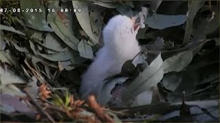 Whitebellied Sea Eagle 872015 SE15 First Feeding and SE16 Hatch [upl. by Anelrahc]