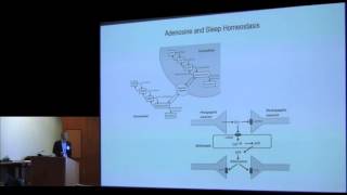 Hypothalamic Control of Sleep Homeostasis [upl. by Rudin]