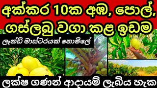 අක්කර 10 ක අඹ හා පොල් වගා කළ ඉඩම අඩු මිලට  Pol idam  Mango land  Coconut land  Land for sale [upl. by Toy]