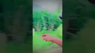 Trend kiy a hua kabutar video pigeon sorts trending pigeon training mohammed parvez pigeon [upl. by Maxma]