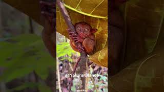 Tarsier Tales Jungles Extraordinary Marvels [upl. by Uttasta]