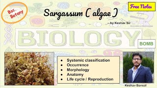 Sargassum  Morphology  Anatomy and Life cycle  Bsc  Free PDF notes  by Viologia EXtrema [upl. by Yrtneg22]