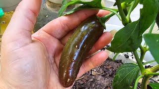 Overgrown Serrano hot pepper plant  Texas garden [upl. by Ahsiam116]