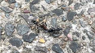 Garden Soldier Flies Mating Exaireta spinigera 20231019 [upl. by Meil]