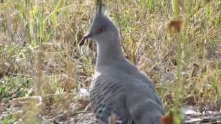 Crested Pigeons at Alphington behind the paper mills [upl. by Hopfinger]