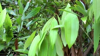 The Cinnamon Tree  Cinnamomum verum  HD Video [upl. by Debbie]