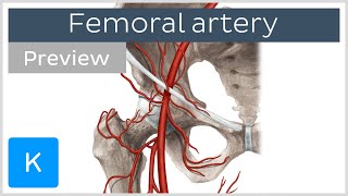 Femoral artery course and branches preview  Human Anatomy  Kenhub [upl. by Christoffer]