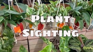 PLANT SIGHTING Hot Off The Press Ring of Fire at Sprouts Market Florida [upl. by Oremor]