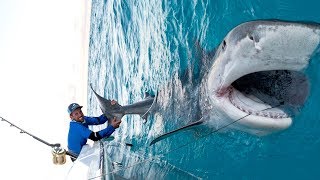 Massive 1000lb Tiger Shark caught while Bottom Fishing in the Bahamas  4K [upl. by Hilleary]