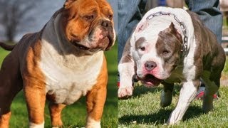 Masterpiece X Absolut Razors Edge American Bully Pitbull Puppies at 35 Weeks Old [upl. by Anaihs224]