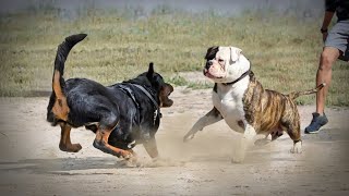 Rottweiler VS American BullDog [upl. by Brannon]