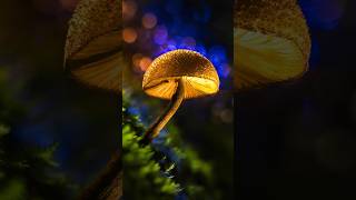 Macro Hacks Steel Wool amp Blue LED Light 🩵🍄 macrophotographyideas [upl. by Oluap]