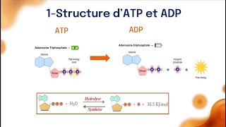 Cours dATP complet en 48 Minute 2 Bac PC SVT résumé complet b darija [upl. by Sandstrom]