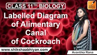 Q4 Labelled diagram of alimentary canal of cockroachCBSE Class 11 Biology [upl. by Nannah546]