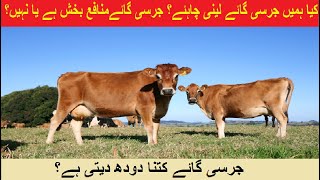 Top Jersey Cow Breed  Jersey Cow Milk production  HRM Dairies  DrSajid [upl. by Hplar]