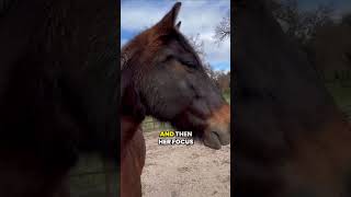 Understanding Horse Behavior Freeze Mode and Twitching horse horsebehavior horsetraining [upl. by Akkimat322]