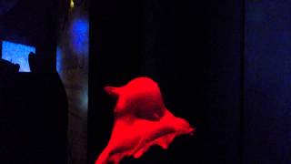 Flapjack Octopus Opisthoteuthis californiana at Monterey Bay Aquarium [upl. by Yerffeg]