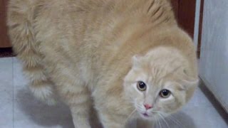 WARNING EXTREMELY FUNNY CAT VIDEOS  Funny cat compilation [upl. by Celtic]