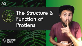 The Structure amp Function of Proteins  A Level Biology Revision [upl. by Asquith537]