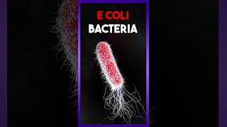 Escherichia Coli Bacteria 🦠 [upl. by Warfourd232]