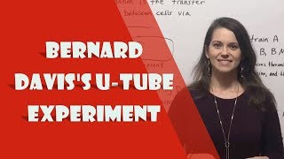 Bernard Daviss UTube Experiment Conjugation [upl. by Koval559]