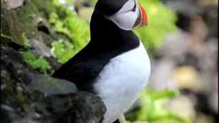 Puffins in Skellig Michael Island [upl. by Faletti]