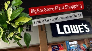 Big Box Store Houseplants Rare Plant Find at Lowes Multiple House Plants [upl. by Refotsirk]