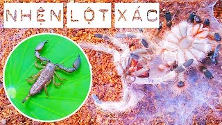 Nhện lột xác và bọ cạp tí hon the molting tarantula and the tiny scorpion [upl. by Alecram]