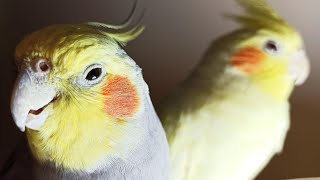 Cockatiel Sounds 24 HOURS of Cockatiel Singing for Lonely Cockatiels [upl. by Laurel]