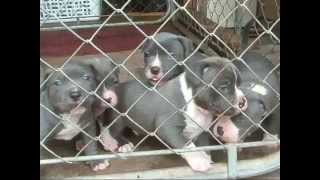 Four Week Gotty Razor Edge Pitbull Blue Gray Pitbull Houston Texas titanpitbullscom [upl. by Nomma]