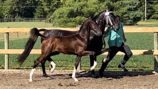 Dutch Harness foals at the 2023 Keuring Wim Cazemier Equine Center IN [upl. by Hutchings]