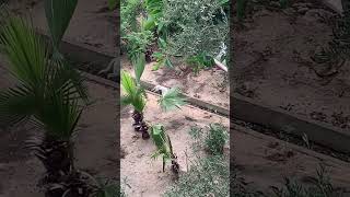 Dog getting a drink Phenicia hotel Tunisia like and subscribe👍 [upl. by Danielson]