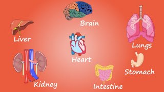 An Introduction to Body Organs and Their Functions Understanding the Workings of the Human Body [upl. by Esenej874]