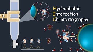 Hydrophobic interaction chromatography  HIC  Application of HIC [upl. by Eldorado]