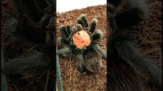 Забираем кокон у Brachypelma albiceps [upl. by Cimah]