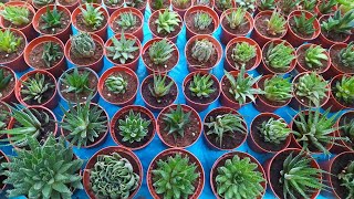 How to Propagate Haworthia Zebra  Haworthia Attenuata  Beautiful Succulents [upl. by Anyaj958]