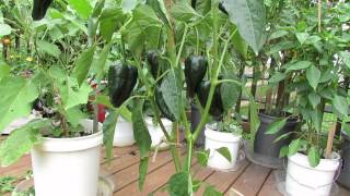 Great Container PeppersThe Poblano Pepper is Outstanding  The Rusted Vegetable Garden [upl. by Edrock525]